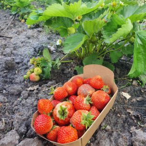 aardbei bakje 400gram