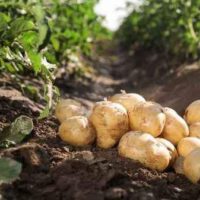 anais aardappels 2,5kg