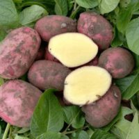 dunastar aardappels 10kg